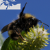 Bumble Bee Watch (@bumblebeewatch) Twitter profile photo