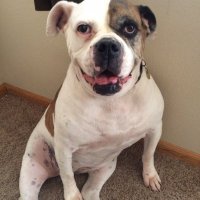 Tania H.-A Voice for the Voiceless (@taniahop3) 's Twitter Profile Photo Tania H.-A Voice for the Voiceless (@taniahop3) 's Twitter Profile Photo