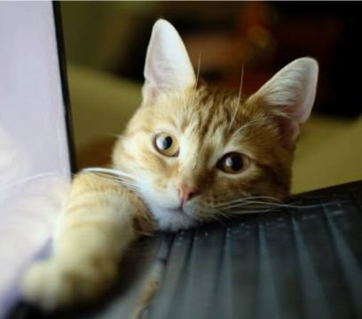 動物大好きです！

ネコさんの動画いっぱいリツイートさせていただきます！

フォロバ100%です！

よろしくお願いします。