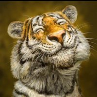 tigerstorm(@stormcoinc) 's Twitter Profile Photo