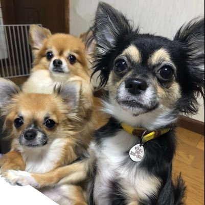 子供3人チワワ3匹の母。 西武ライオンズが大好き❤❤ 今は下2人の少年野球に毎回同行中⚾️ ディズニー大好き❤ 犬大好き🐶 宜しくお願いします☺️🤲