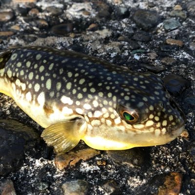 南東北在住の人間です。食巡りや、ドライブが好きであちらこちらへ。美味しいものとか車のの情報交換などを目的としたアカウントです！ RAV4 ハイブリッド オフパケ（仮）を22年5月24日に契約しました！ 8月29日本契約 2月29日納車となりました笑 あとはサカナクション（魚民）やら魚釣りの方も繋がりを持てたらなと