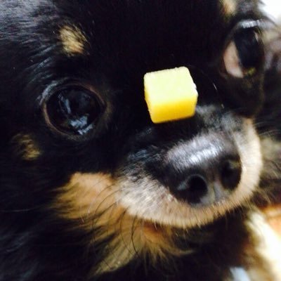 cocoiro1999's profile picture. 16歳で自閉症スペクトラム(ASD)と診断された娘(23歳)の生辛さが年々増しているよう。聞く耳を持たない娘に日々葛藤と模索中で今は見守り中→娘の態度が軟化し始め、寄り添いながら求めてきたときだけアドバイス中→娘、1ヶ月間一人暮らし→娘、家に戻る→2021年春頃から娘と良好な関係に