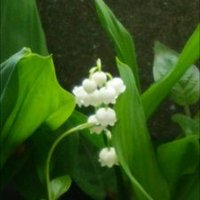 ボッコ☆ (@bokko3525) Twitter profile photo