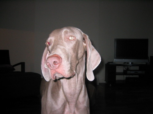 7 Year old Weimaraner dog.  I live with AB,SB and SB.  I love sleeping in the sun, walking, squirrels and scrounging.