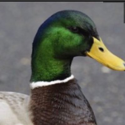 QuackTheMAN1's profile picture. bruh