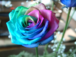 violet_212's profile picture. Love movies, yoga, music, cooking and traveling.