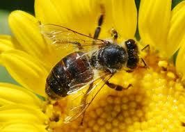 Gathering information on bees and beekeeping every day