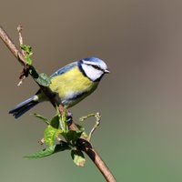 Bird Perception Study (Imperial College London)(@_BirdSurvey18) 's Twitter Profile Photo