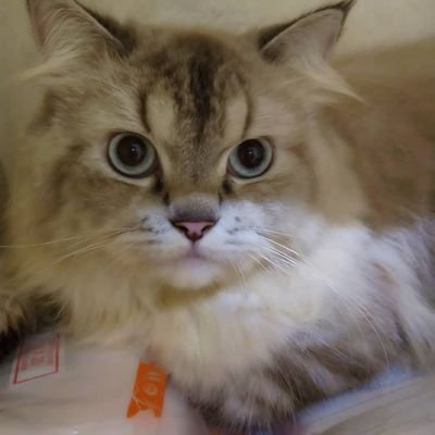 An ordinary girl who are interested in the science of psychology and cat lover 🐈