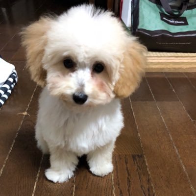 r1999122719461's profile picture. 元白陵生