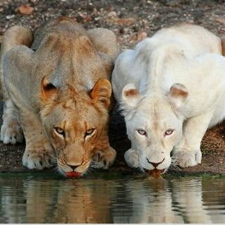 WhiteLionesse's profile picture. rock & rap lover, part of the Undead Army,LPfamily; love BVB,TDG,FOB, SKILLET,TOP and more :)) In love with cars & motorcycles🔥🖤