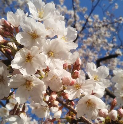 日常呟き多め､画像は食べ物と風景写真が多くなると思います(*˘︶˘*)