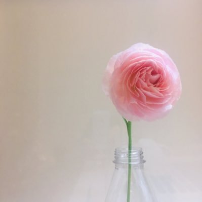 hana10528565's profile picture. nothing happens