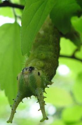 最近のこのみ：オオムラサキ、昆虫、幼虫、虫捕り、榎、自然、地理、歴史、鉄道、国鉄、急行、京王線、考古学、博物館、図書館、絵本、天文学、プラネタリウム、星座、動物園、水族館、果樹園、りんご、ぶどう、なし、いちご、さくらんぼ、ブルーベリー、キャンプ、BBQ、ドライブ、磯遊び、海水浴、旅行、漫画、藤子・F・不二雄、競馬、牧場