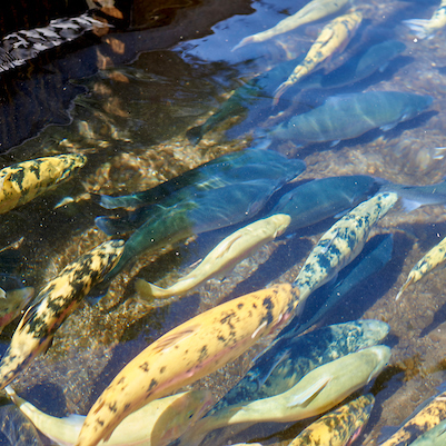 The University of Idaho's College of Natural Resources offers outstanding natural resource undergraduate and graduate programs in Moscow, Idaho.