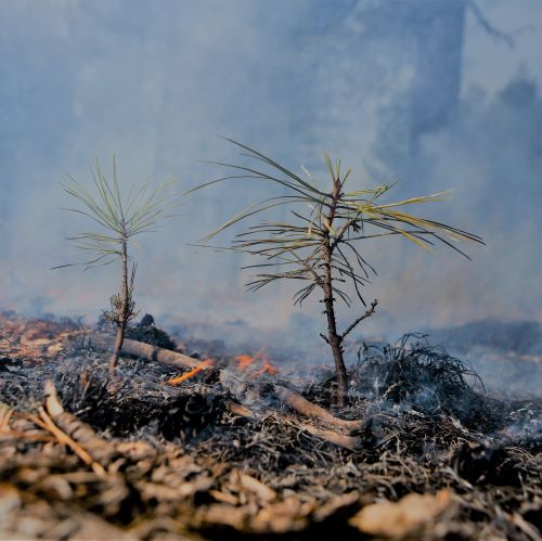 Ecological Restoration Institute at Northern Arizona University // 
Understanding and restoring western forests 🌲