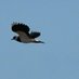 Project Lapwing (@lapwingsurvey) Twitter profile photo Project Lapwing (@lapwingsurvey) Twitter profile photo