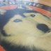 Husky Athletics (@hubbardhuskies) Twitter profile photo Husky Athletics (@hubbardhuskies) Twitter profile photo