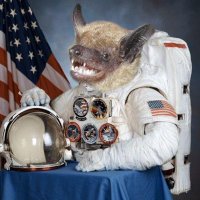 Space Bat, The Bat Who Went to Space(@adankgreen) 's Twitter Profile Photo