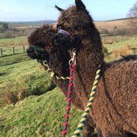 Ferny Rigg Alpacas(@FernyRigg) 's Twitter Profile Photo