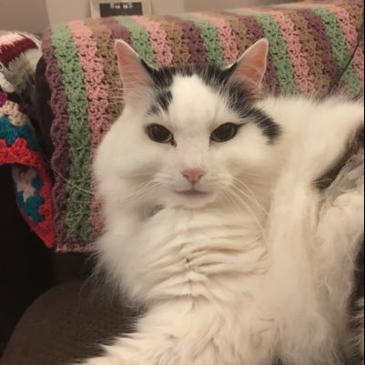 I am Joseph King of Cats! Senior boss cat. I lived in a shed for yrs before the RSPCA rescued me and Mum adopted me and now I RUN the show! Also I’m gorgeous ❤️