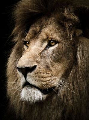 KarlOb1kanobe's profile picture. Michael Gleich, 
you dirty rotten scoundrels.