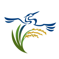 CA Rice Commission(@RiceNews) 's Twitter Profile Photo