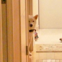 KOTARO🐶🐕＆パパ(@yokohamakotaro) 's Twitter Profile Photo