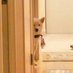 柴犬KOTATO&パパ (@yokohamakotaro) Twitter profile photo 柴犬KOTATO&パパ (@yokohamakotaro) Twitter profile photo