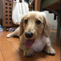 こむこむ (@csss52081210) 's Twitter Profile