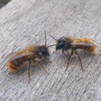 uk_masonbees (@uk_masonbees) 's Twitter Profile