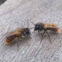 uk_masonbees(@uk_masonbees) 's Twitter Profileg