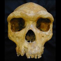 Rocky Mountain Biological Anthropology Association (@rmbioanth) 's Twitter Profile