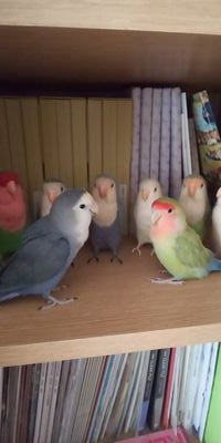 鳥さん大好き‼️小桜インコ２羽飼っています。
#小桜インコ インコ