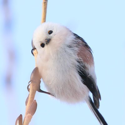 2222cat2222cat's profile picture. 31歳。 猫好き動物好き。雲外蒼天 目標…娘とハッピーに過ごすこと！副業する！2023.10👶❤️