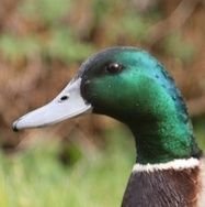 ImTief's profile picture. ..