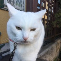 ゆいじい (@c5hgrw3szgxqmlx) 's Twitter Profile