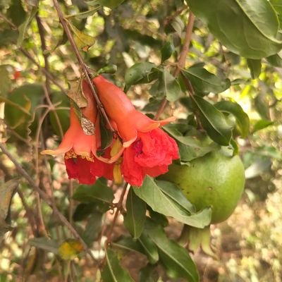 mehdi_husain1's profile picture. 