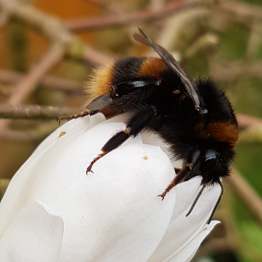 MichelleSaleReg's profile picture. Regulatory @ Sipcam UK