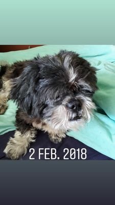 Peterde06617736's profile picture. we zorgen voor arme dieren