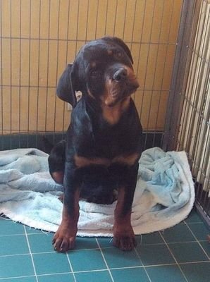Rottwei59014646's profile picture. Rottweiler😍