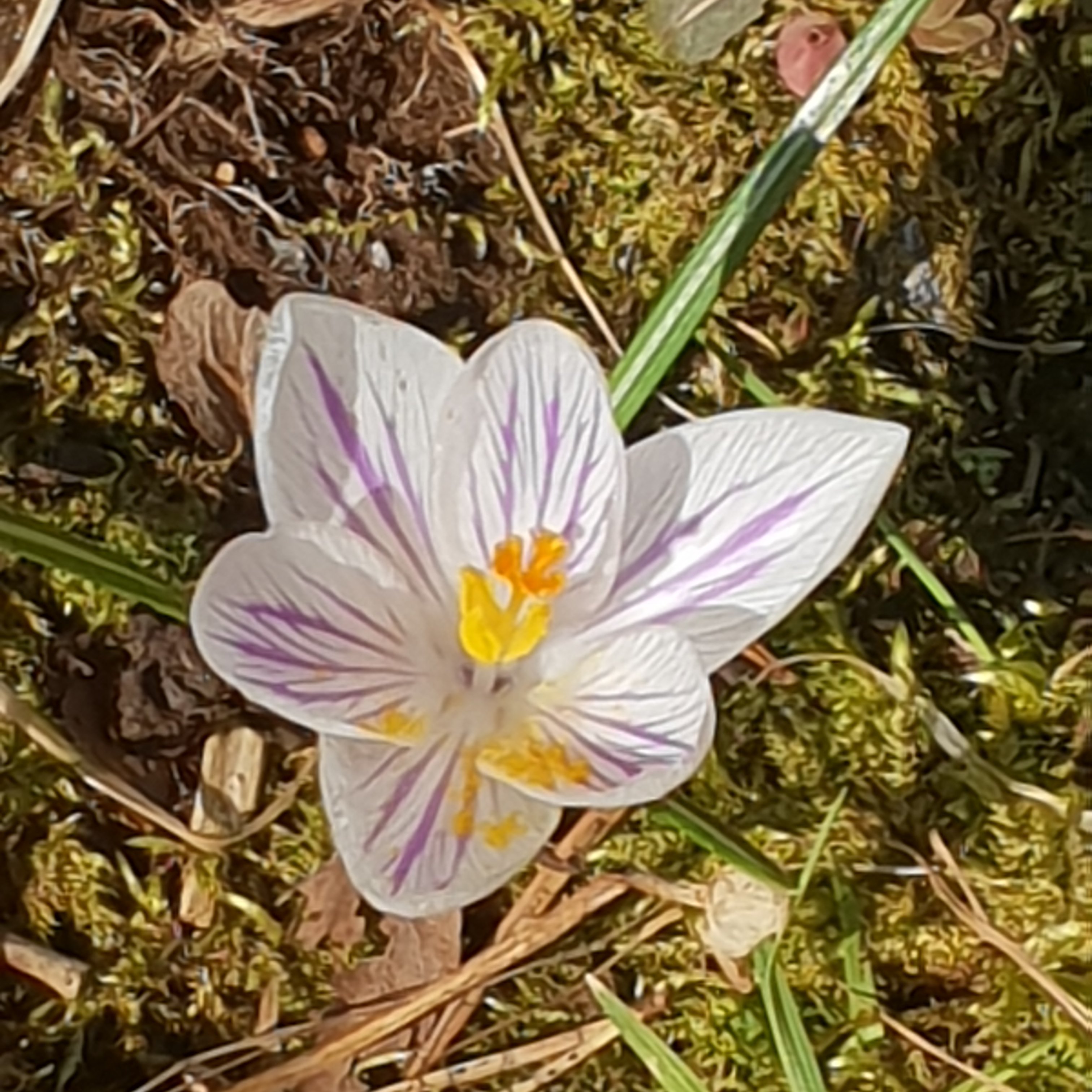 t_kuvelic's profile picture. 