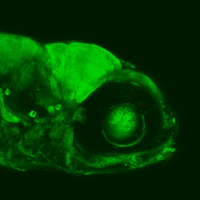 Ari Arrenberg's Lab (@arrenberglab) 's Twitter Profile Photo Ari Arrenberg's Lab (@arrenberglab) 's Twitter Profile Photo