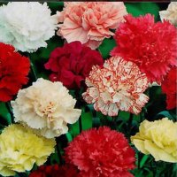 زهرة الامل♥️♥️. (@vtzdq1ulathqodf) 's Twitter Profile Photo