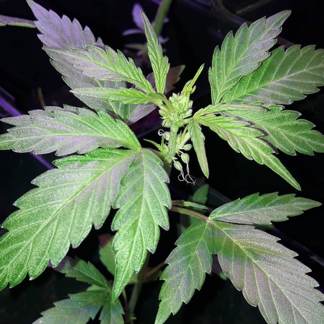 blackma37950397's profile picture. order quality marijuana and concentrates wax,shatter,terp sauce, vape carts and more online.text or whatsapp +1(224)2180198 
or wicker  weedsupplier420