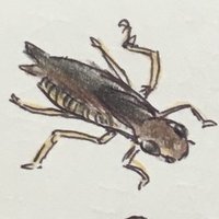 田中のおじさん (@yoshileft) 's Twitter Profile