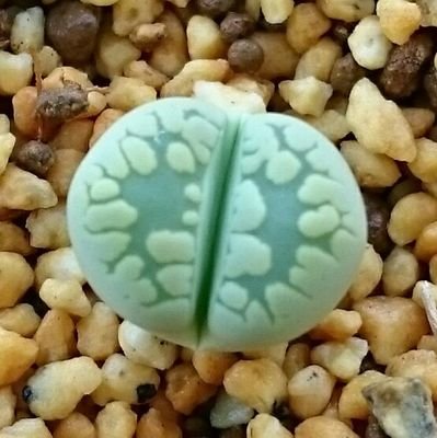 sh1noyan's profile picture. 小さめの楽器と丸っこい多肉植物が好き。家を楽器部屋にしたくて同時に色々手を出しすぎて伸び悩んでる。主にティン・ローホイッスルとラッパを吹きます。