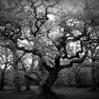 Gothic Nature Journal (@gothicnaturejo) 's Twitter Profile Photo Gothic Nature Journal (@gothicnaturejo) 's Twitter Profile Photo