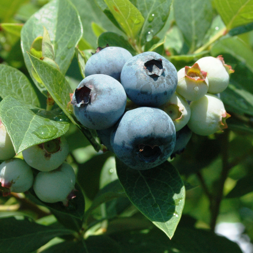 NC E-IPM Profile
